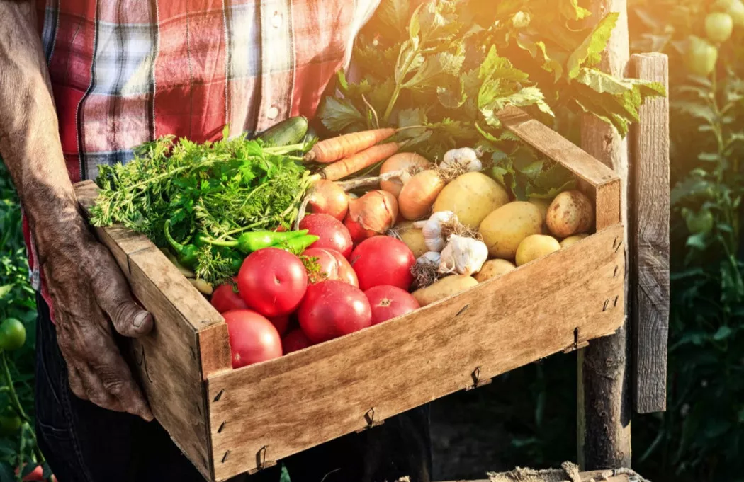 Fruits and Vegetables distributor in Madrid | FRUTAS OLIVAR