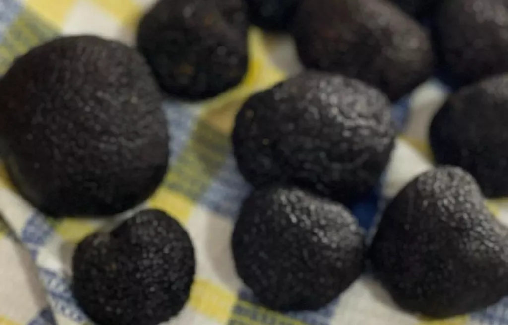 Produttore di Prodotti Gourmet a Roma | TRUFFLEAT