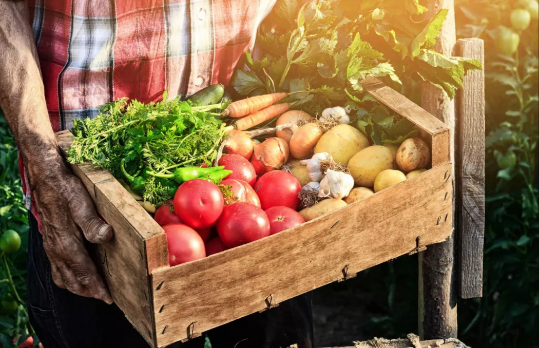 Fruits and Vegetables distributor in Madrid | FRUTAS Y VERDURAS J&R BARGUEÑO