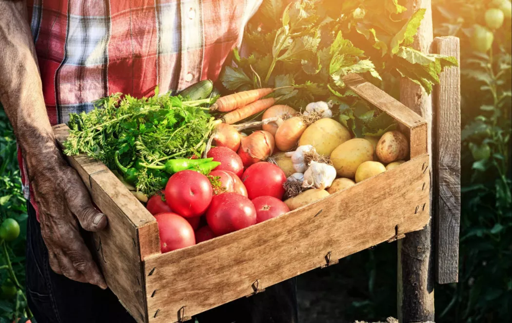 Produttore di Frutta e Verdura a Alicante | FRUTAS CALATAYUD