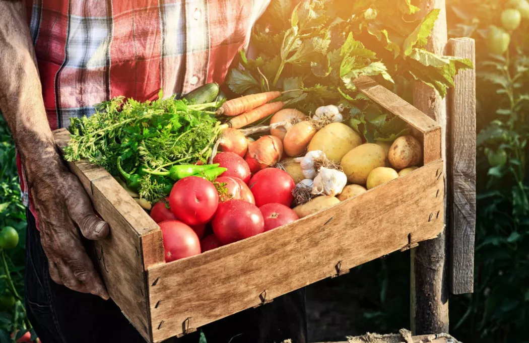 Distributore di Frutta e Verdura a Madrid | LA FLOR DE SAN MIGUEL