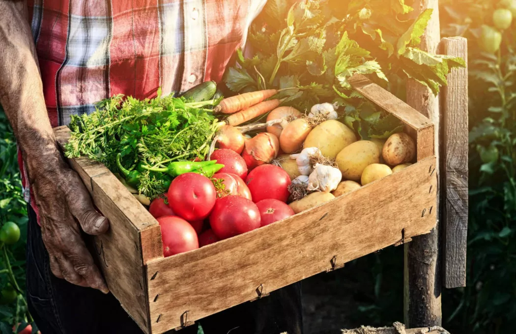 Distributore di Frutta e Verdura a Madrid | SU NÉCTAR