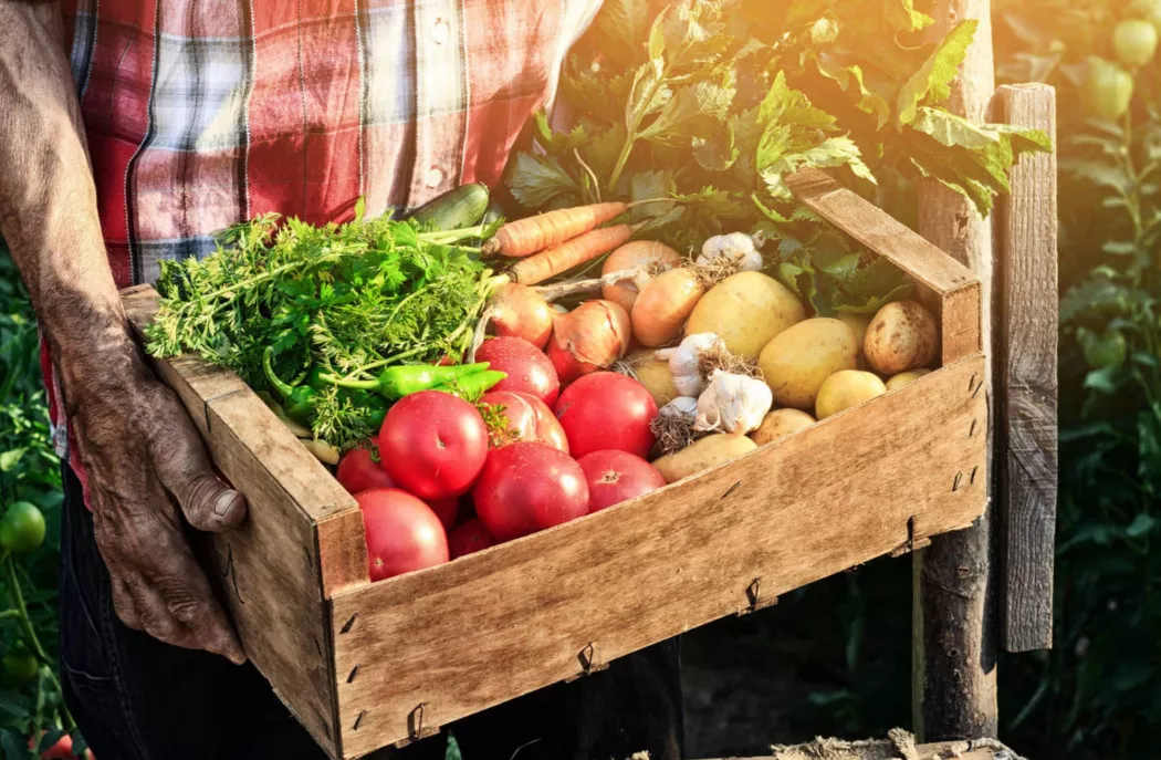 Fruits and Vegetables distributor in Valencia | SOMNATUR