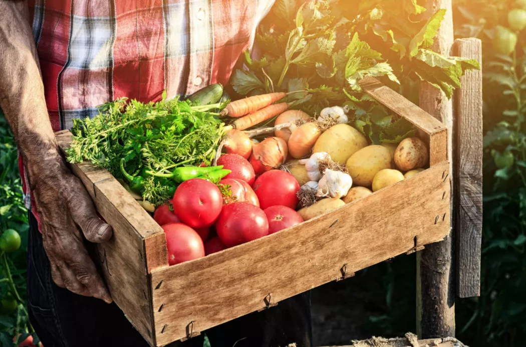 Distributore di Frutta e Verdura a Valencia | FRUTAS Y VERDURAS DEL HORTA