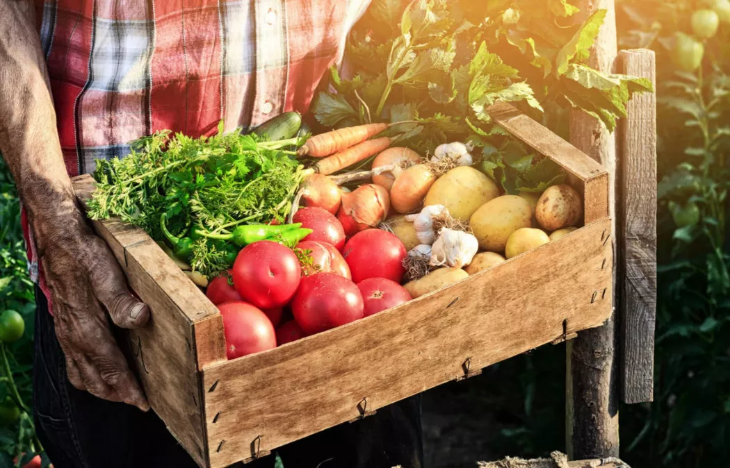 Produttore di Frutta e Verdura a Valencia | FRUTAS Y VERDURAS MASSANASSA