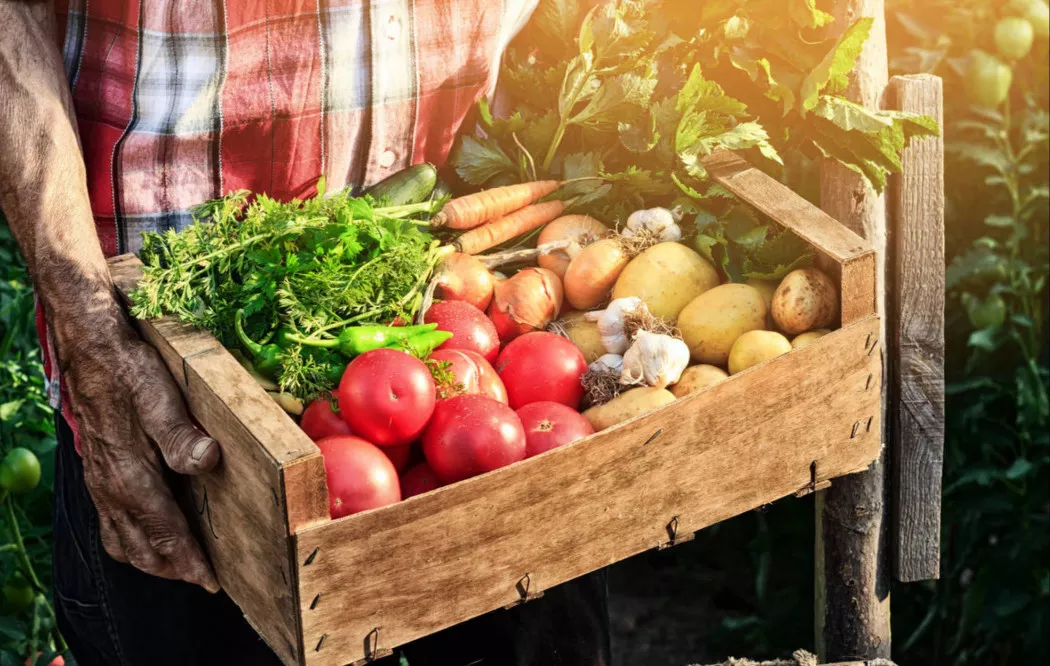 Distributore di Frutta e Verdura a Barcelona | CAPELLA FRUITS