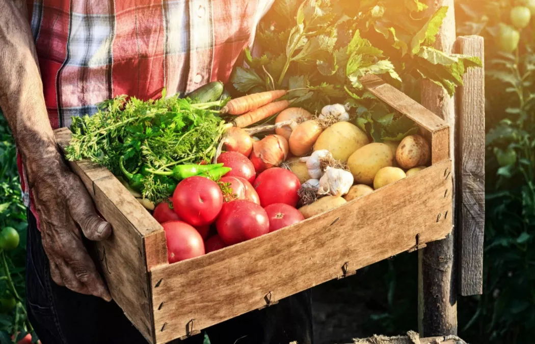 Fruits and Vegetables distributor in Madrid | FRUTAS FIDALGO