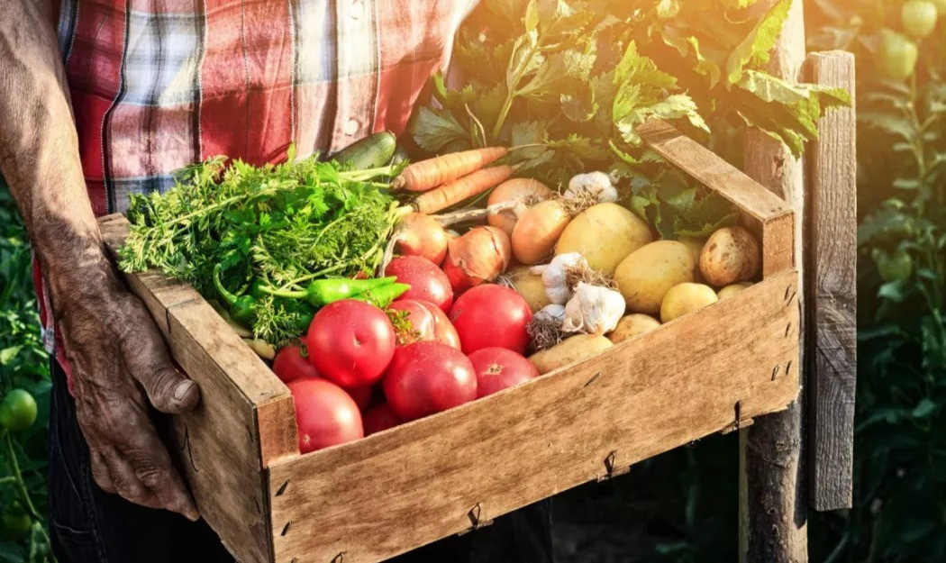 Distributore di Frutta e Verdura a Barcelona | FRUITS URPINAS