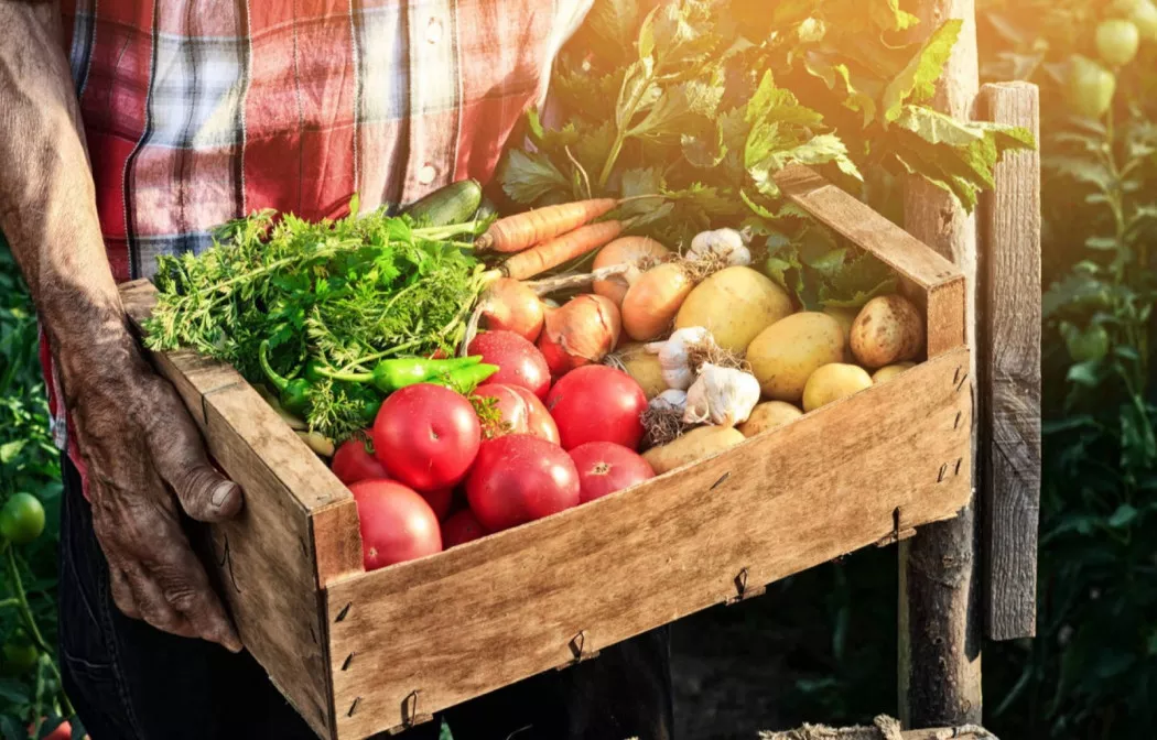 Distributore di Frutta e Verdura a Barcelona | TORRIBAS