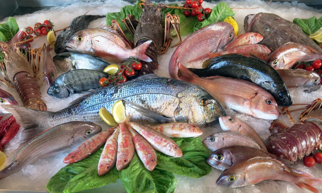 Distribuidor de Pescado y Marisco en Valencia | JAPOFISH