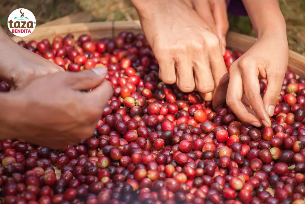 Colombian coffee distribuitor | Café Taza Bendita