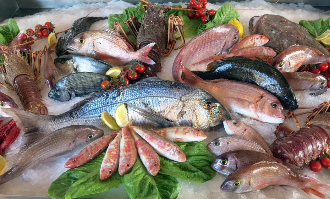 Fish seafood supplier in Barcelona | BAITFISH