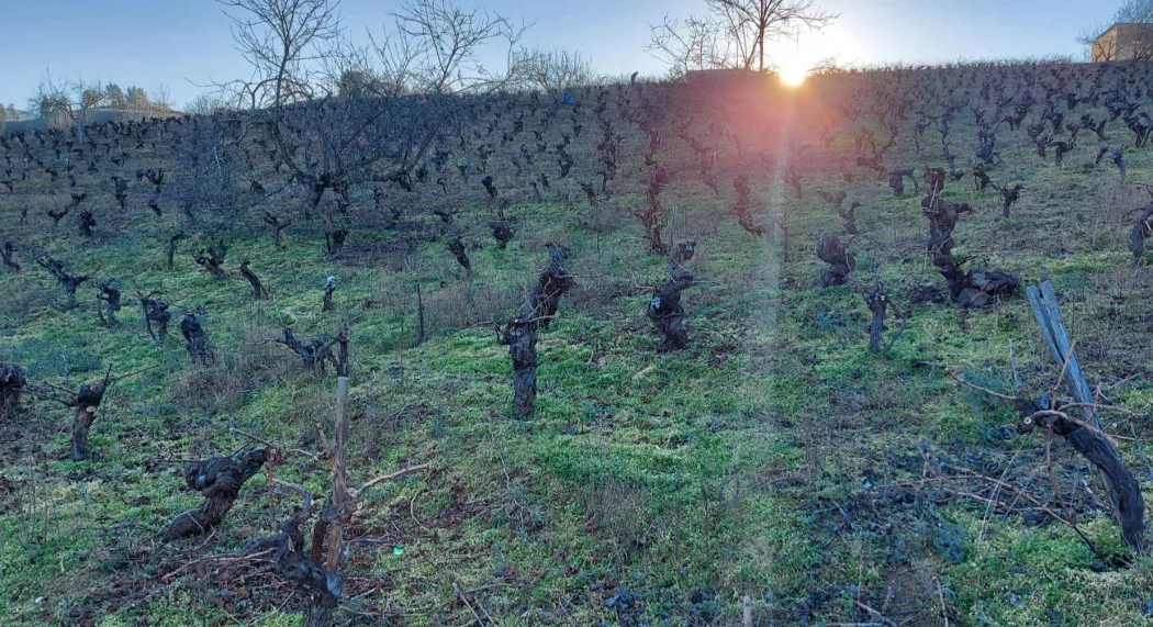 Produttore di Vino a Ponferrada | BODEGAS  CANTALOBOS | foto 2