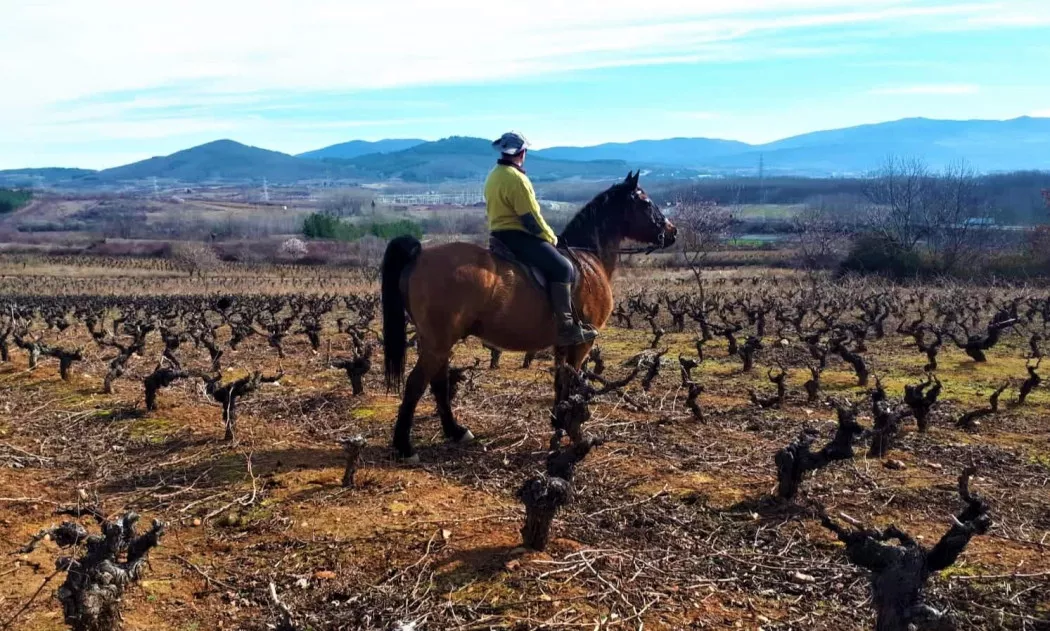 Produttore di Vino a Ponferrada | BODEGAS  CANTALOBOS | foto 3