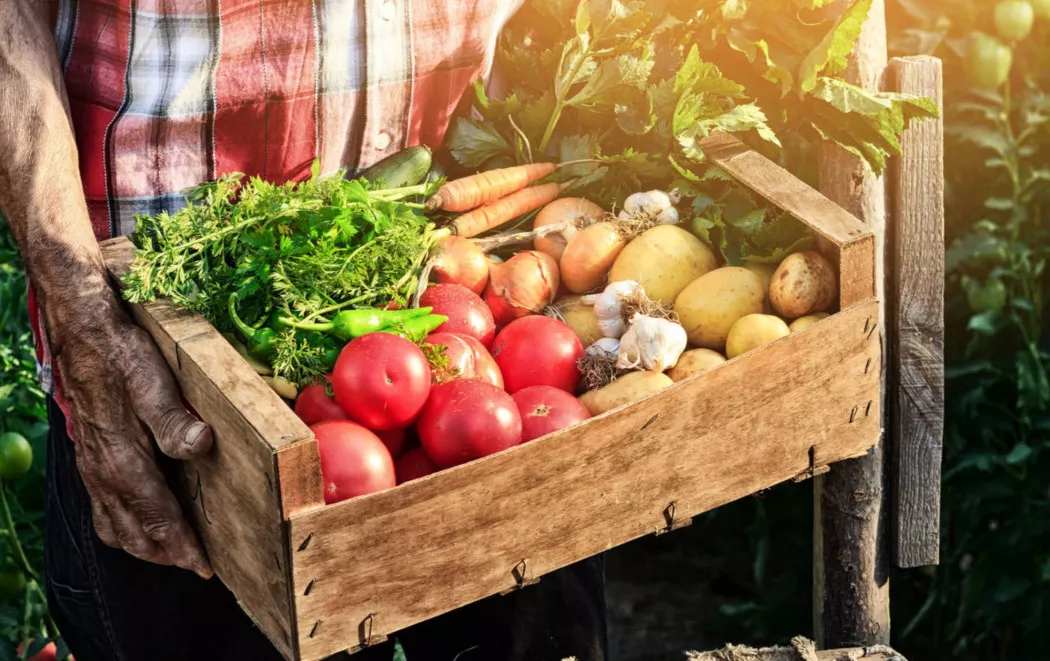 Distributore di Frutta e Verdura a Barcelona | FRUTAS TONY