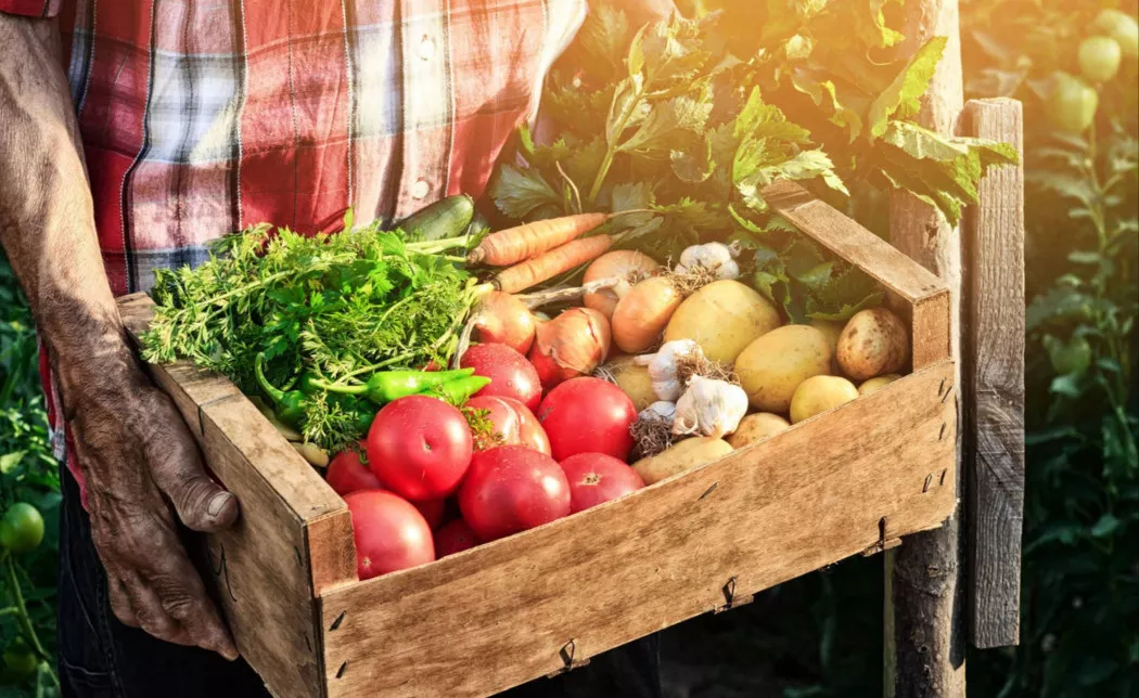 Distributore di Frutta e Verdura a Verona | LA VERONICA