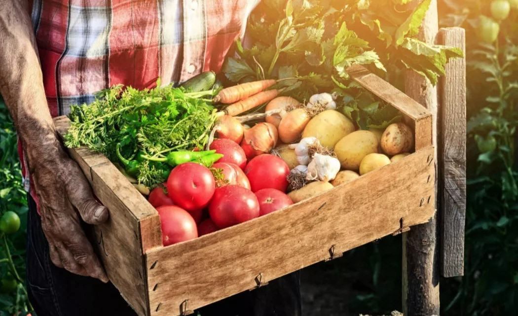 CALÇOTS FRESCOS